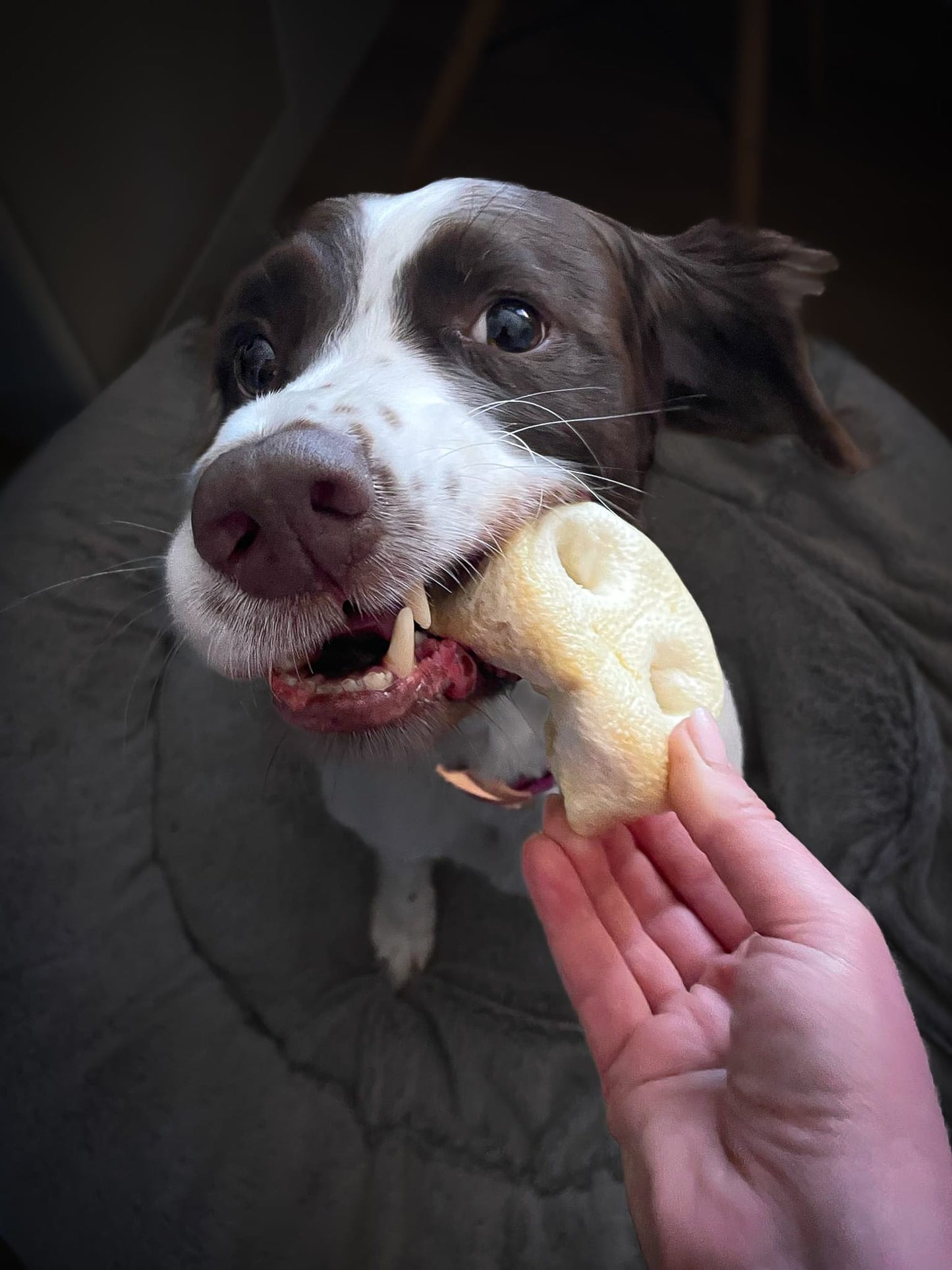 Puffed Pig Snouts
