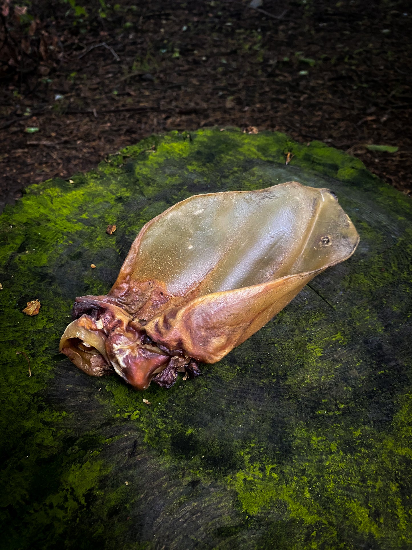 Buffalo Ear
