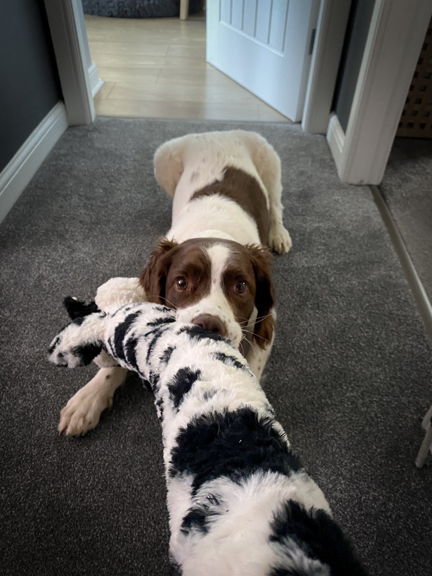 Suuuuper Long Tug Toy