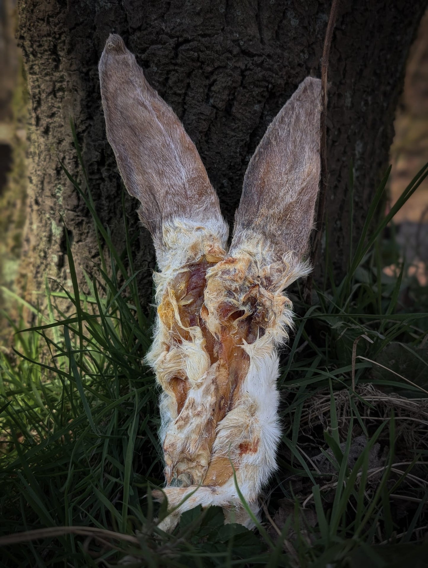 Hairy Rabbit Ears