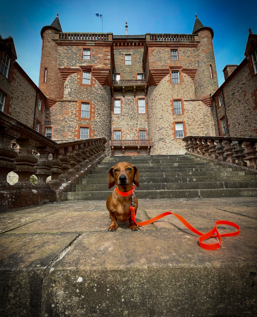 PVC Collar and Lead Set