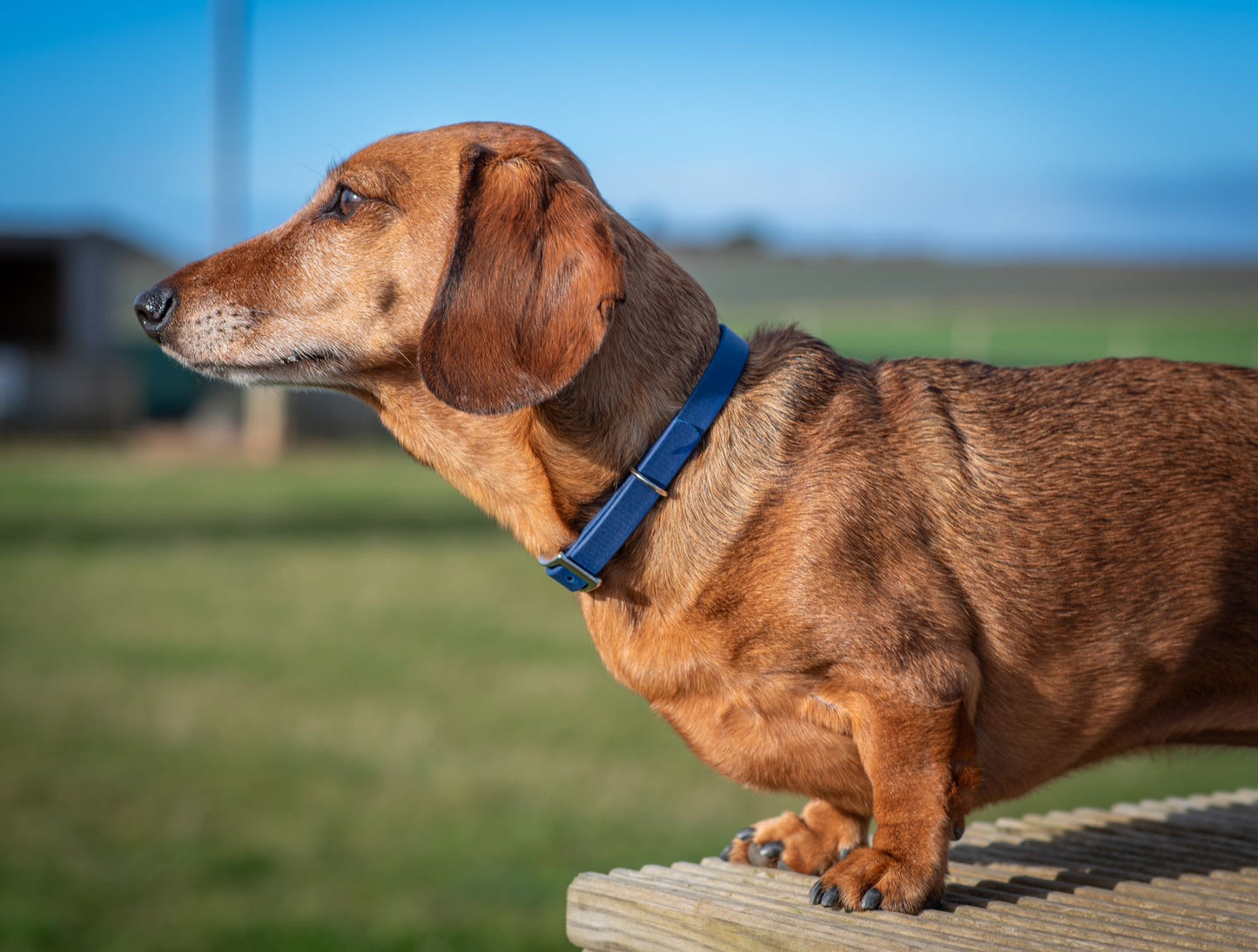 BioThane® Buckle Collars (12mm)