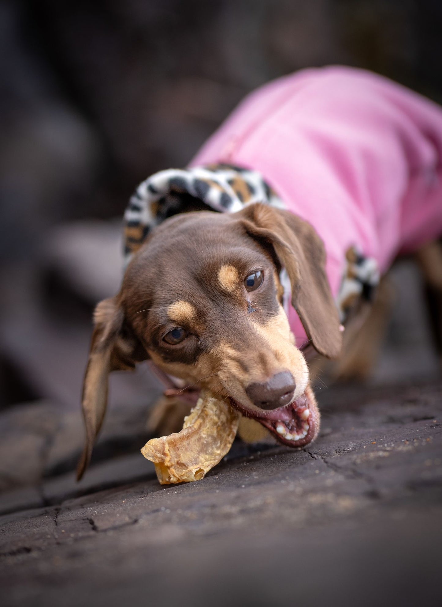 NAW! Lamb Trachea