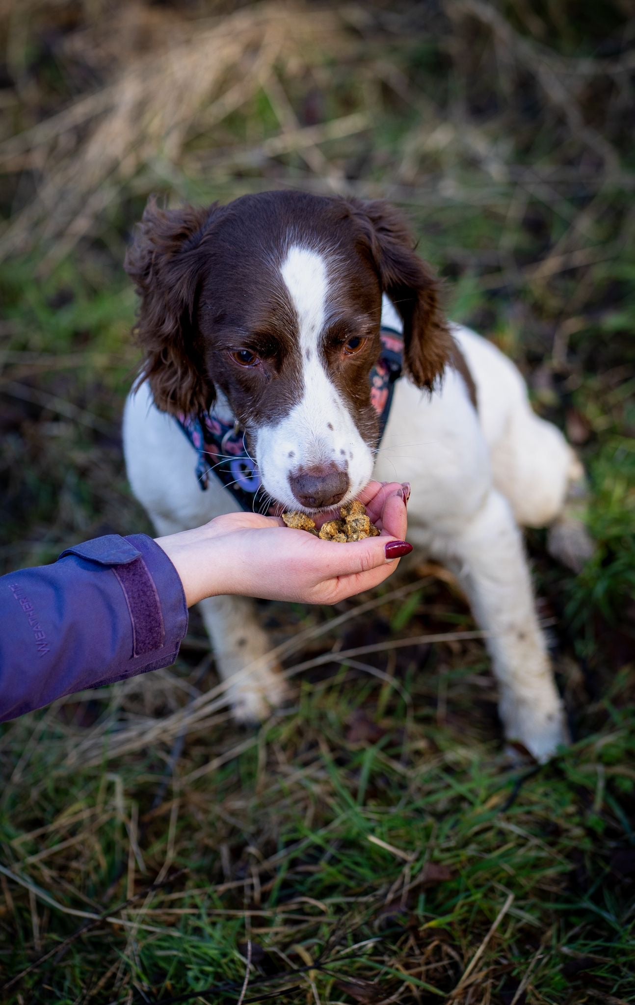 Anco Training Treats