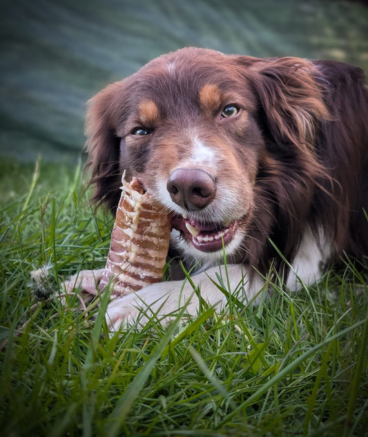 NAW! Beef Trachea