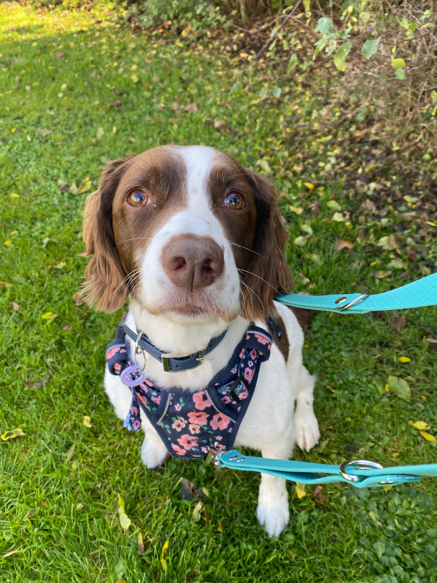 Mizz Pawz Multi-Way Lead