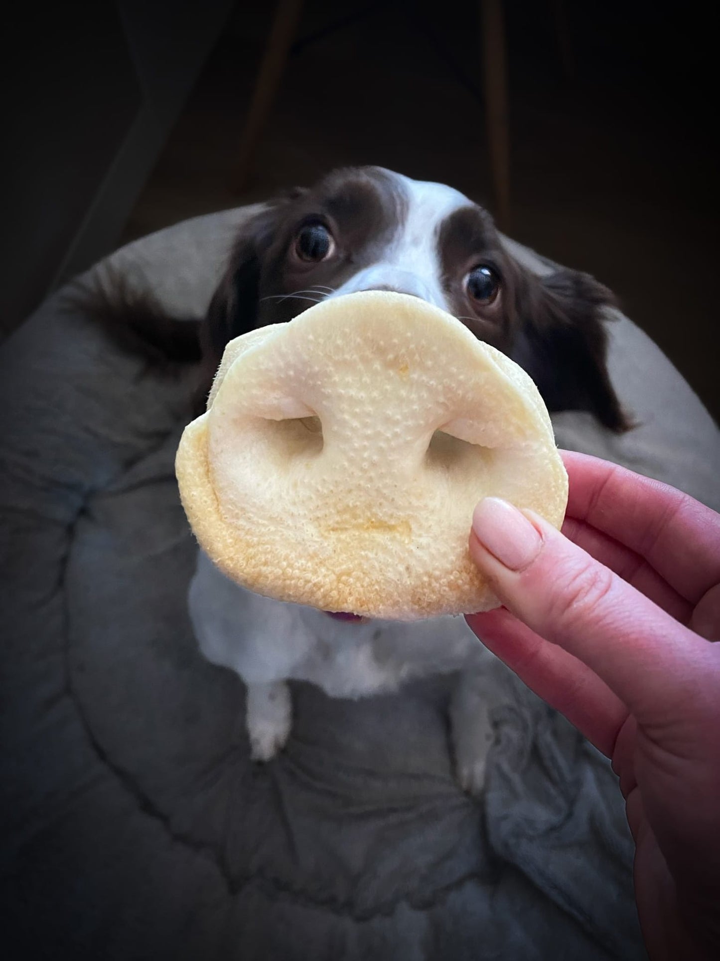 Puffed Pig Snouts