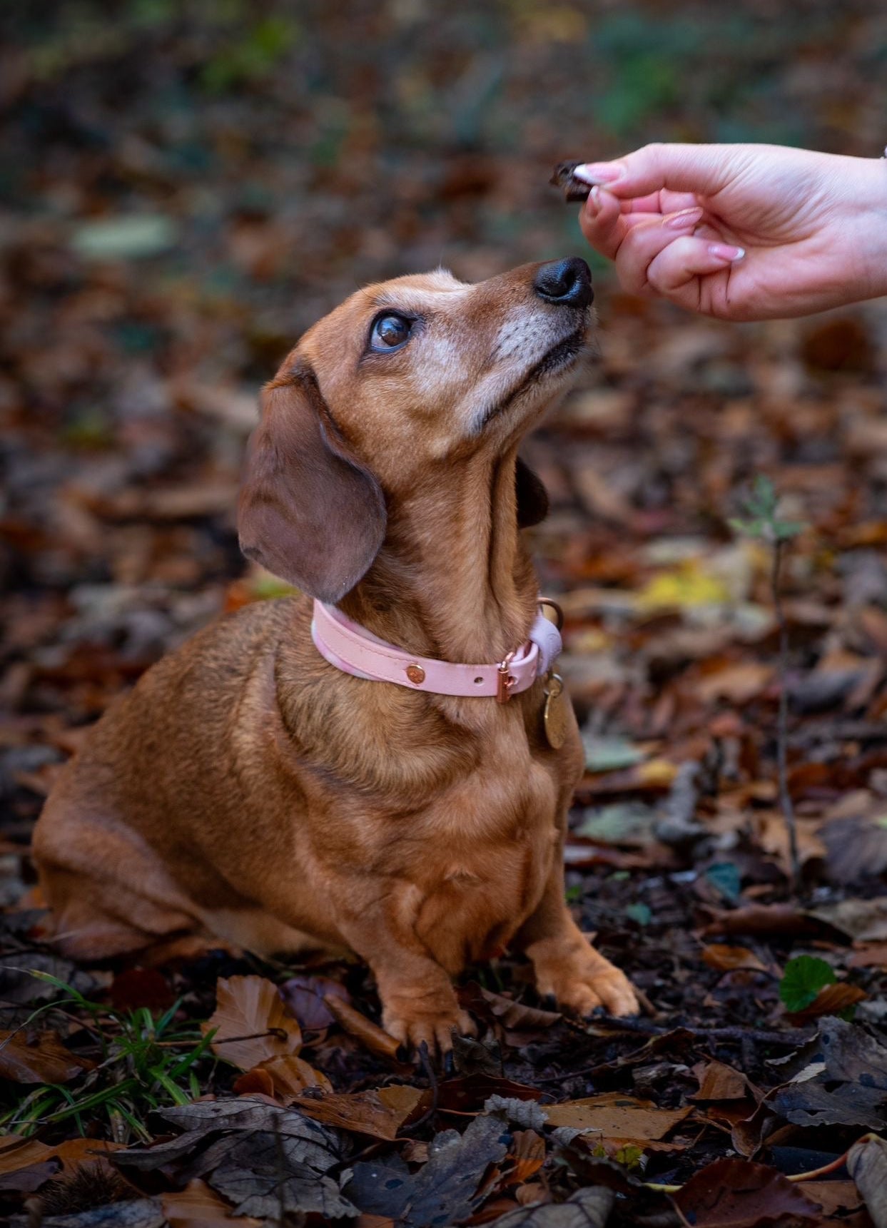 Liver Training Treats