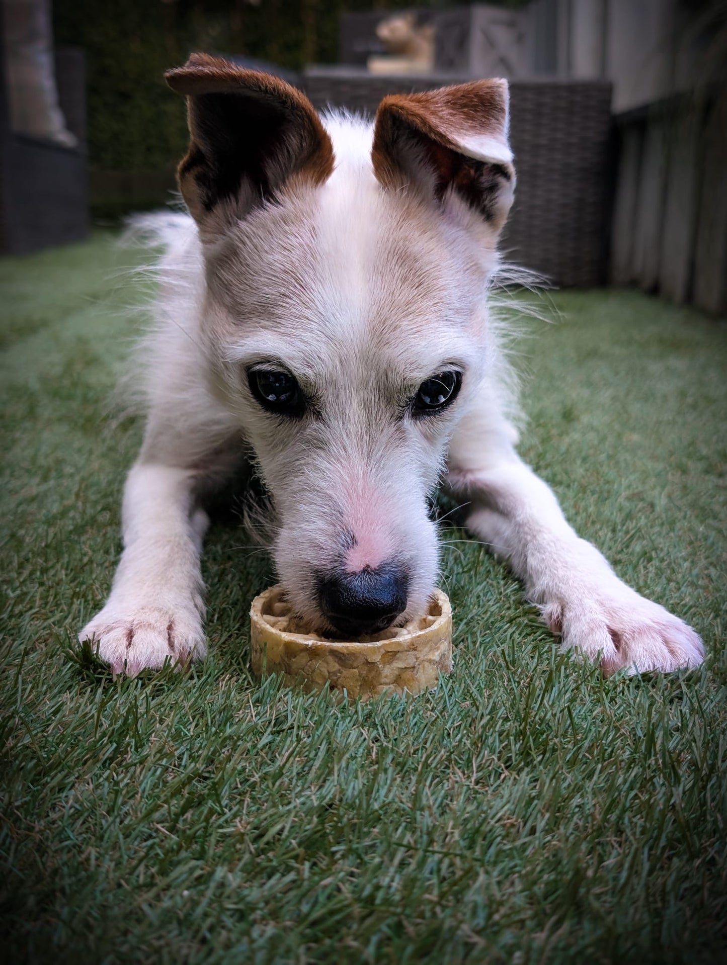 Collagen Waffles (small)