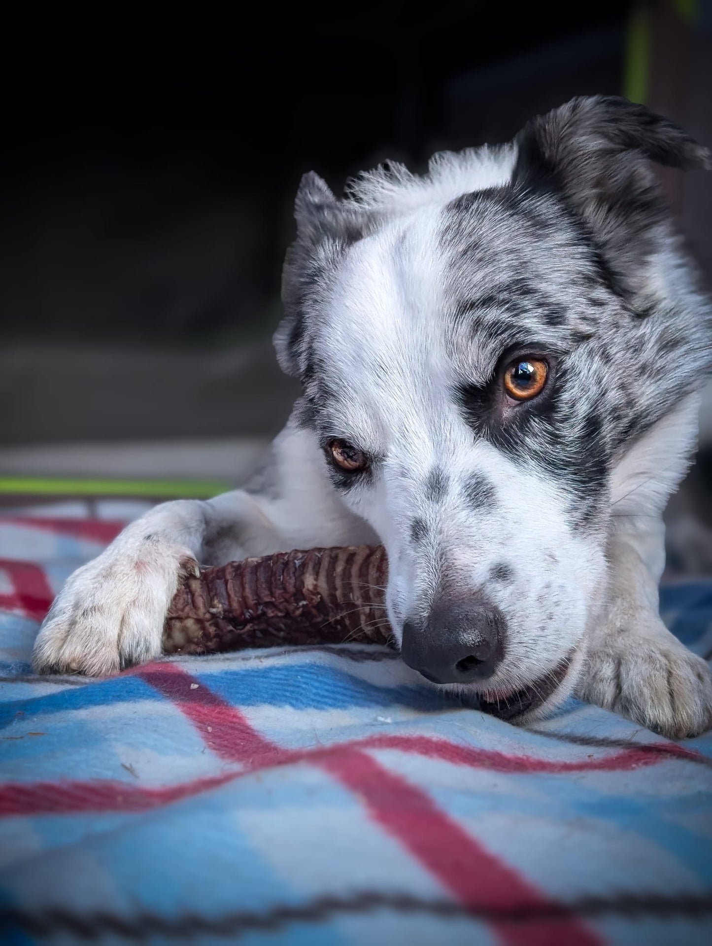 NAW! Beef Trachea