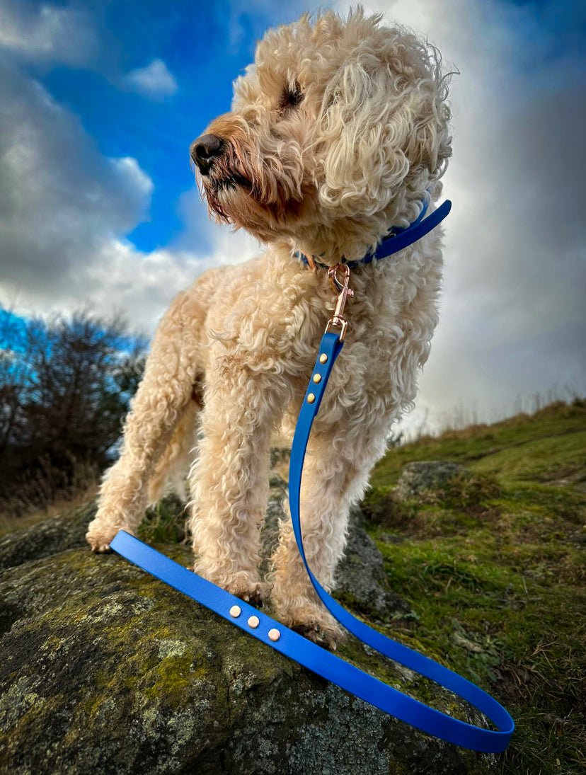 PVC Collar and Lead Set