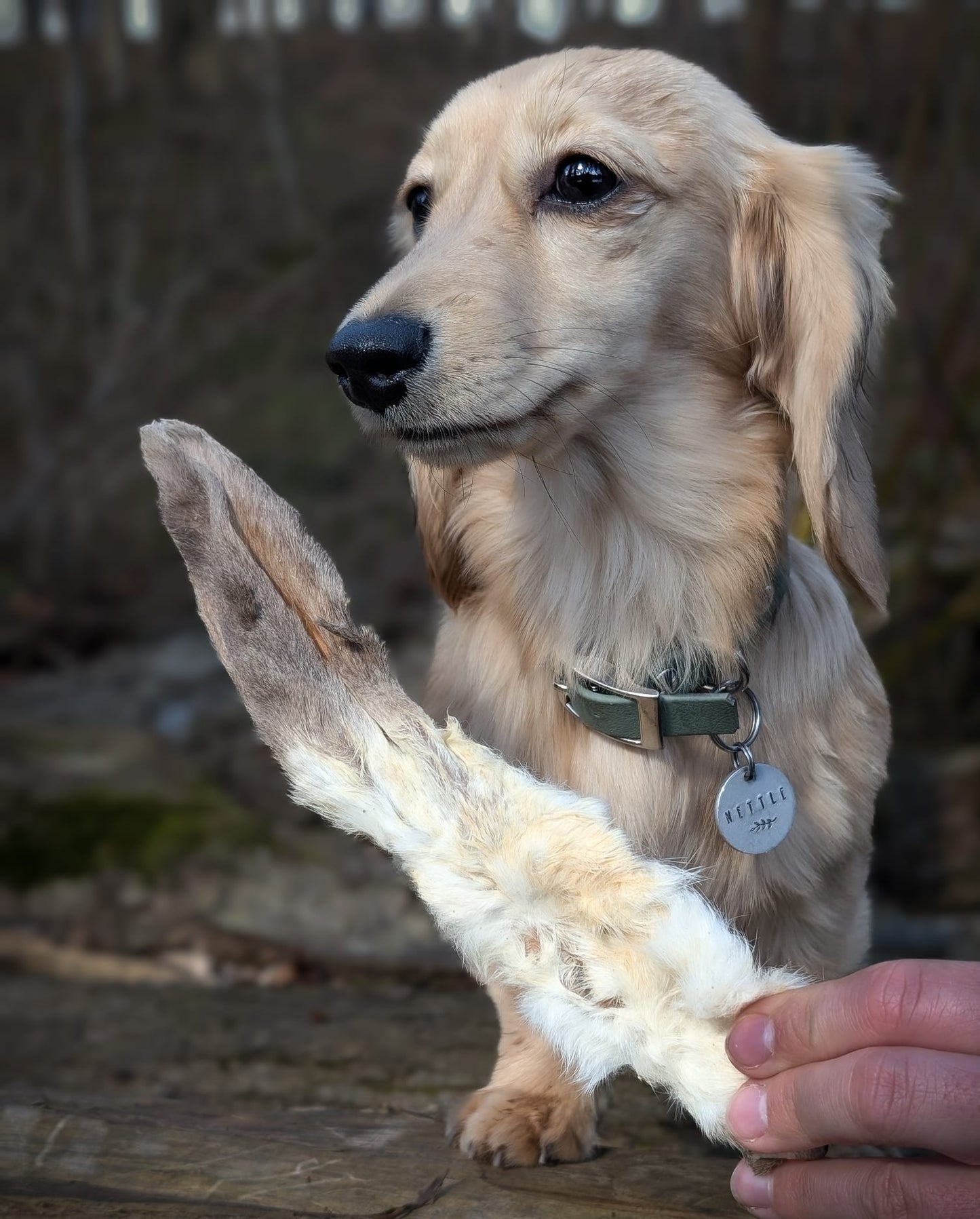 Hairy Rabbit Ears