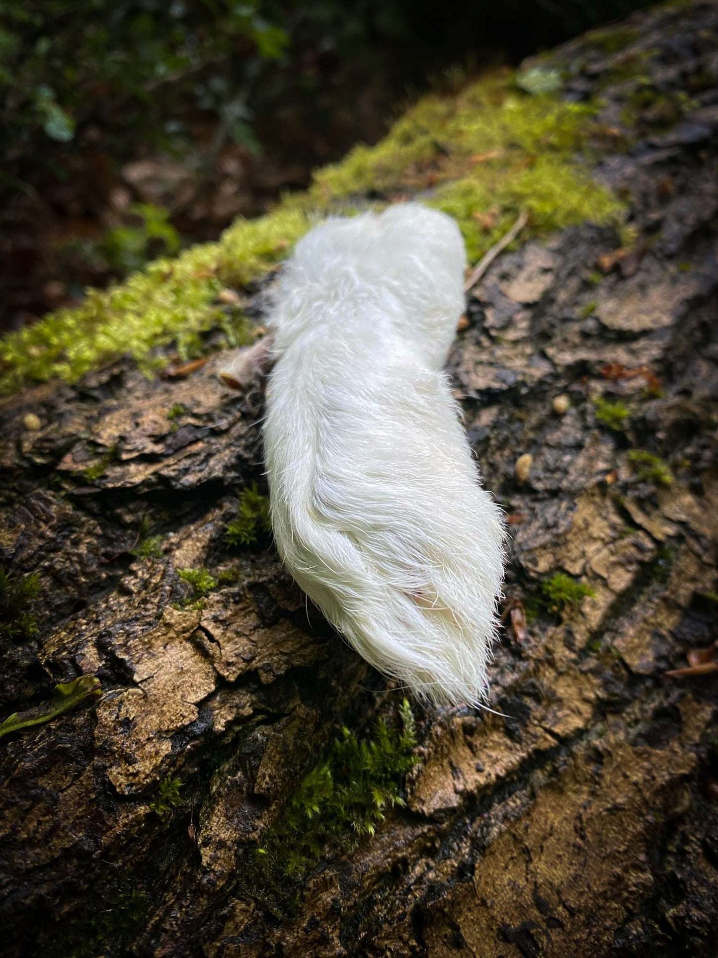 Hairy Rabbit Feet