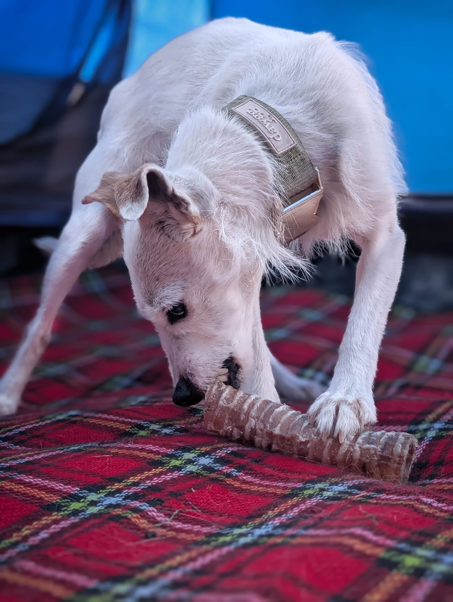 NAW! Beef Trachea