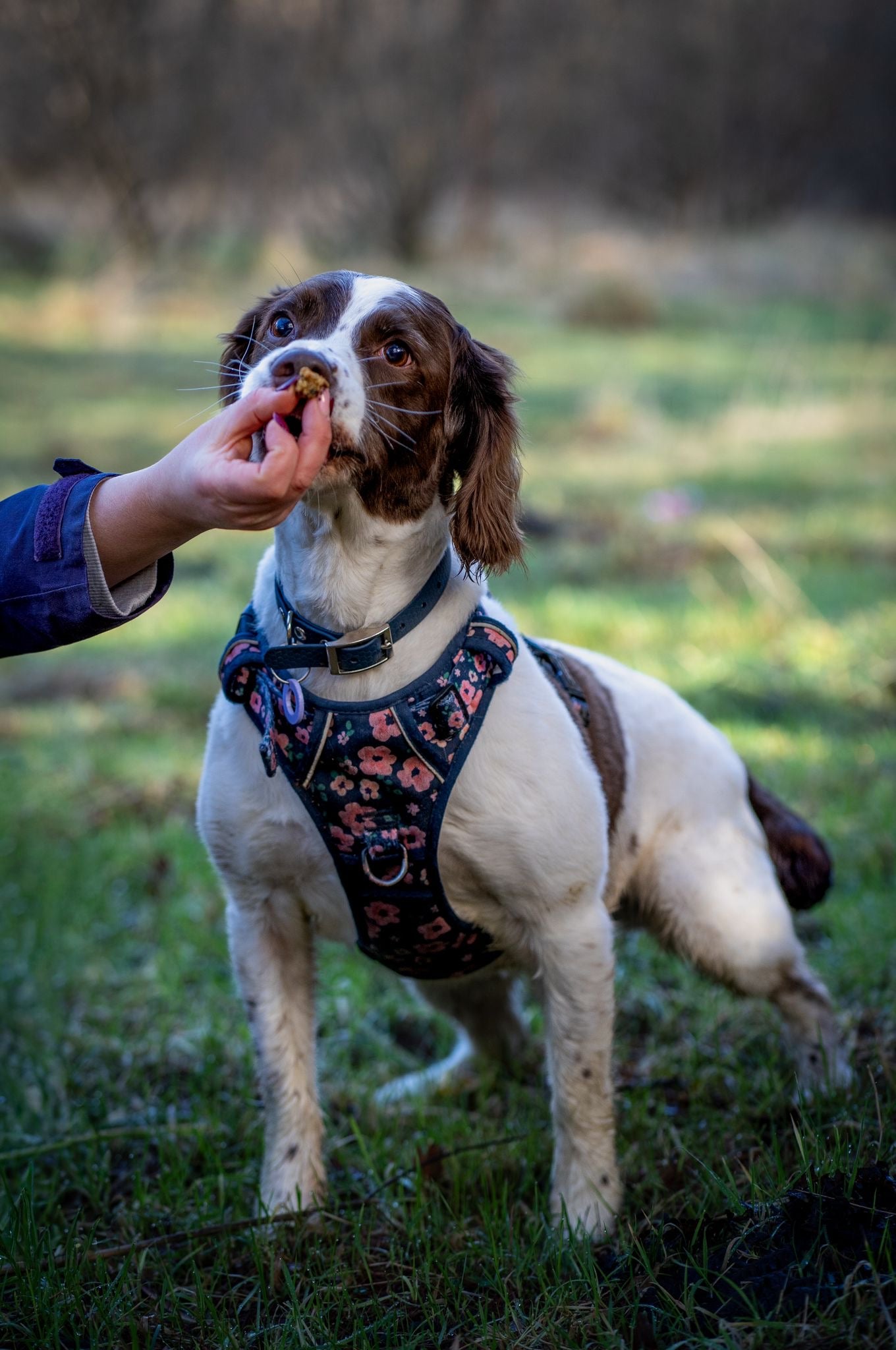 Anco Training Treats