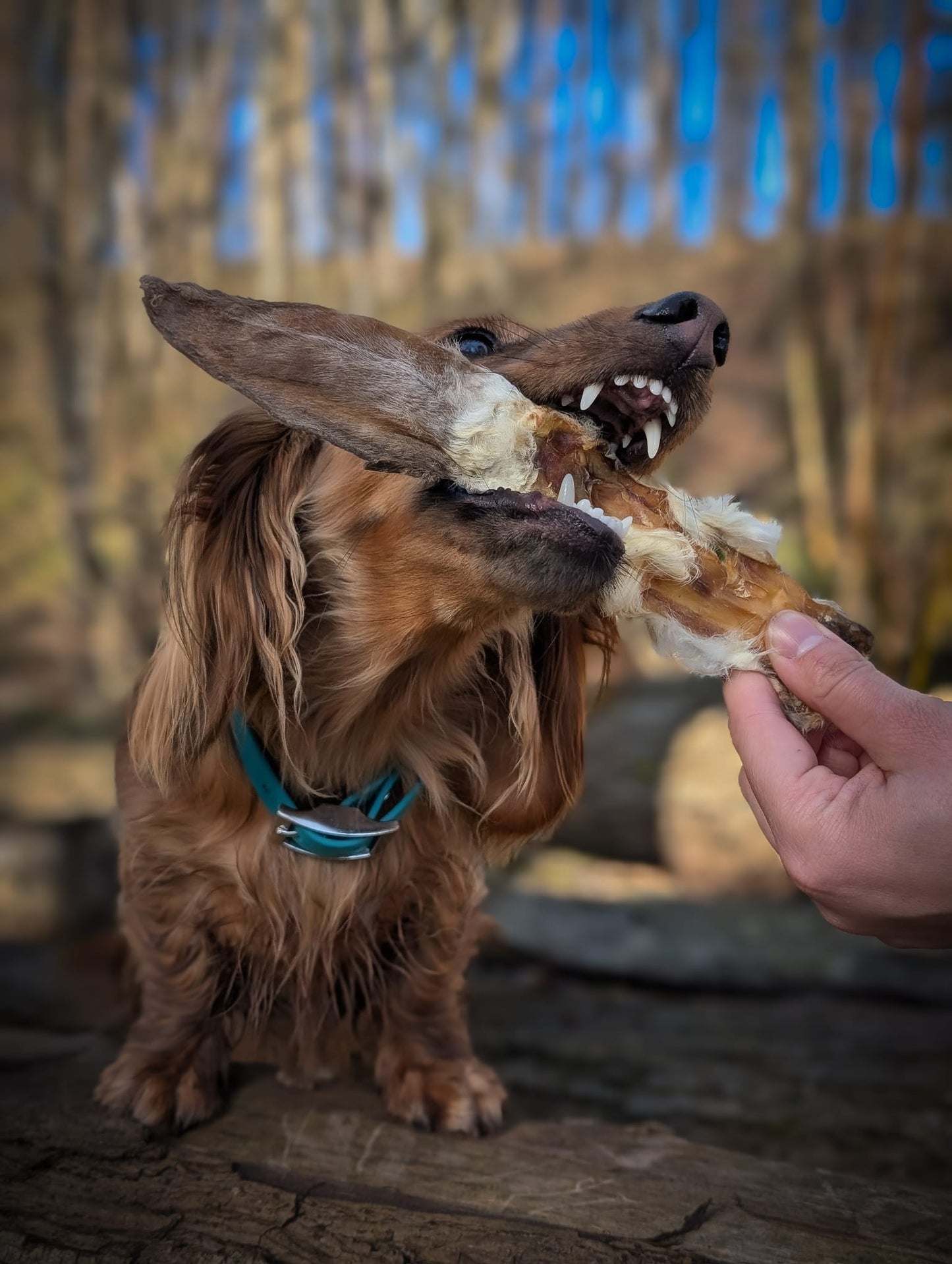 Hairy Rabbit Ears
