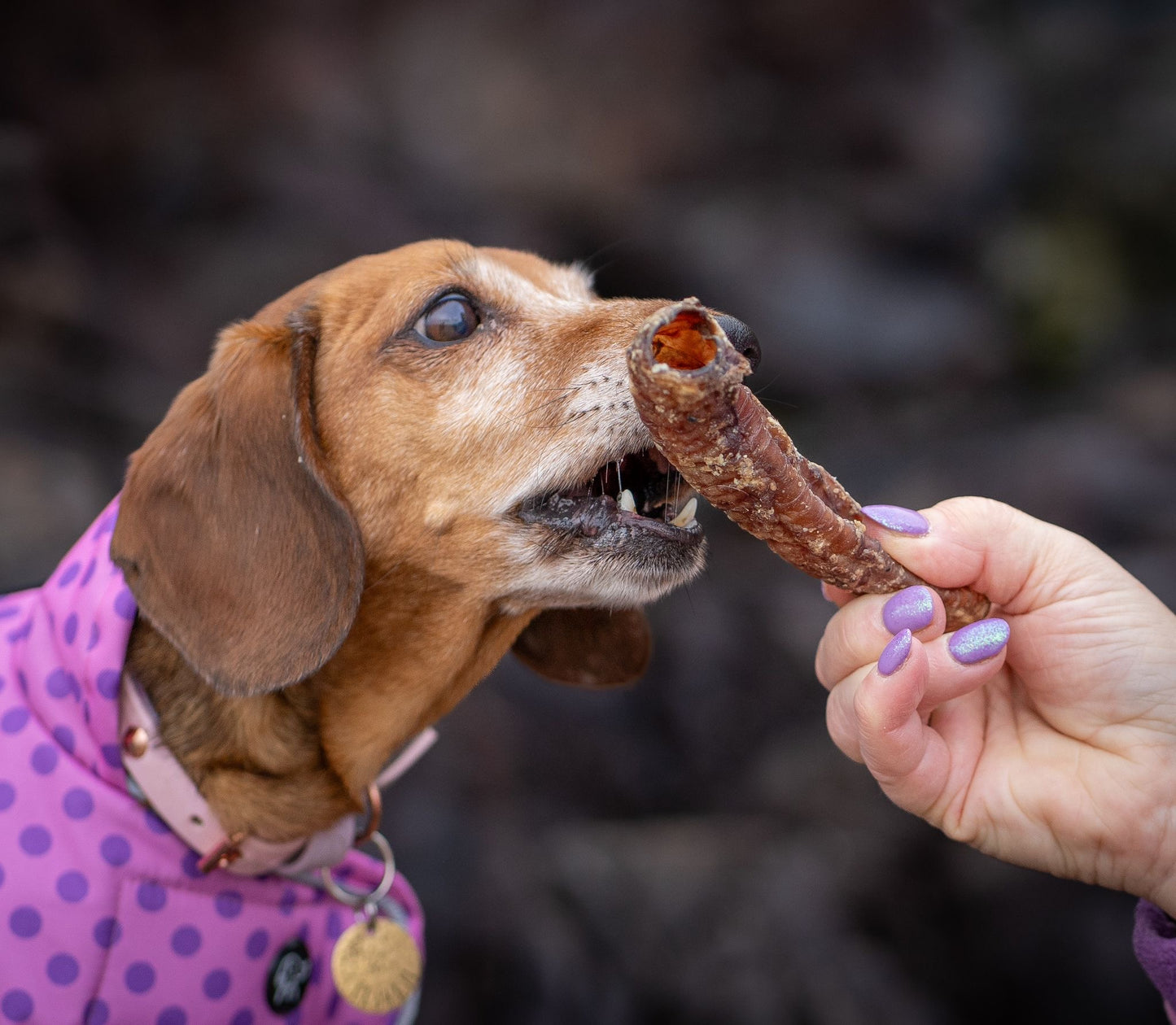 NAW! Lamb Trachea