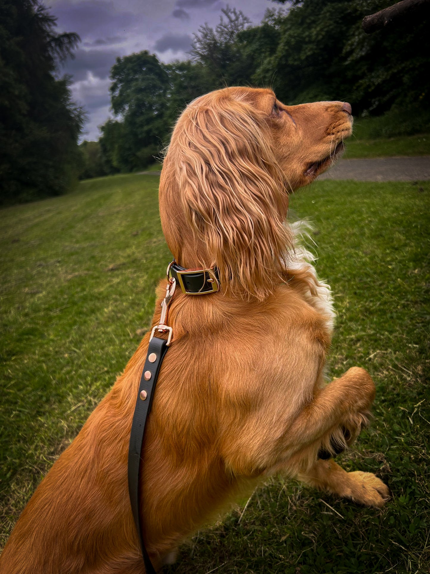 PVC Collar and Lead Set