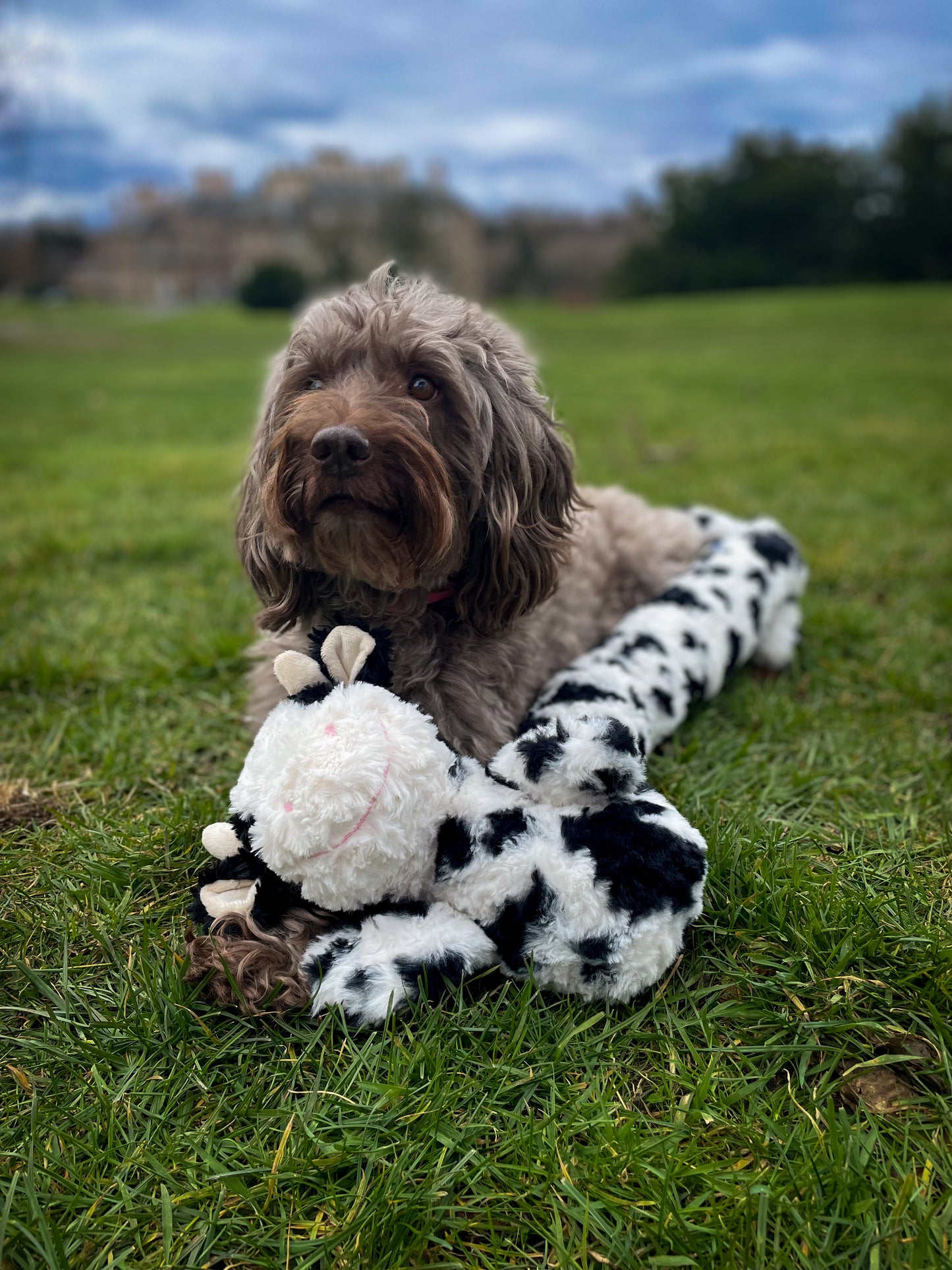 Suuuuper Long Tug Toy