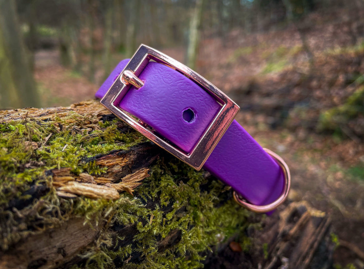 PVC Buckle Collars