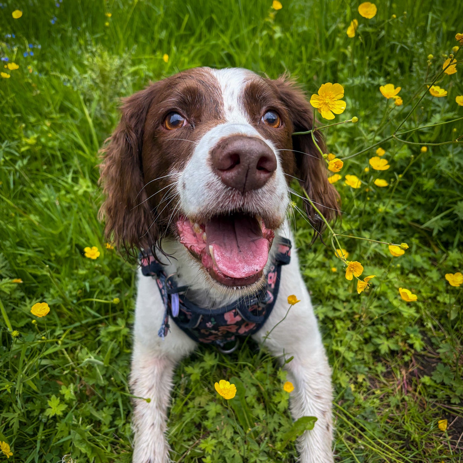 Dog sitting in a field of yellow flowers with green grass