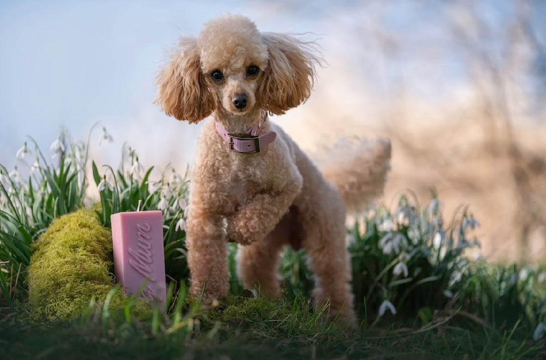 Dog Mum Candle image 1