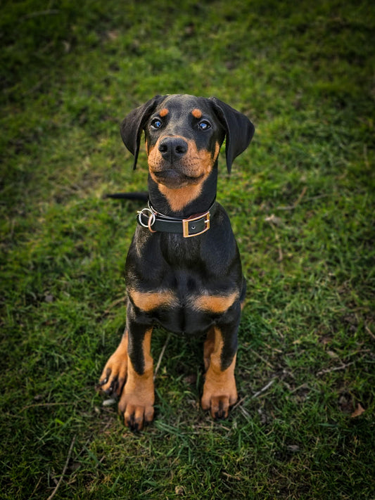 PVC Buckle Collars